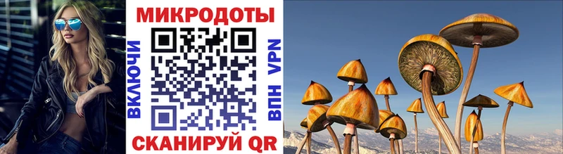 продажа наркотиков  Ядрин  Псилоцибиновые грибы Psilocybe 